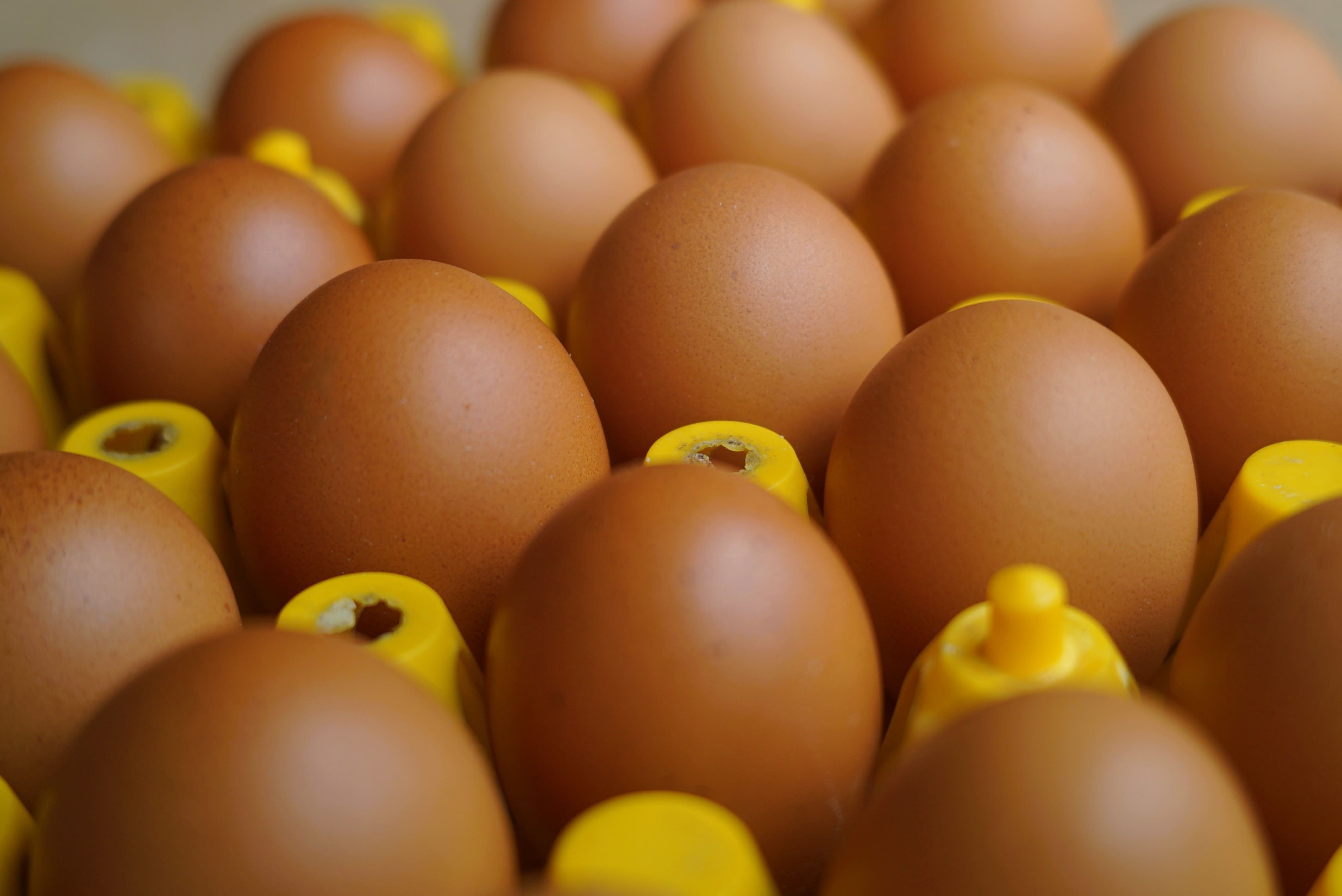 telur ayam negeri has cama farm